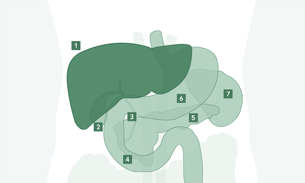 Grafik Übersicht Leber und umgebende Organe