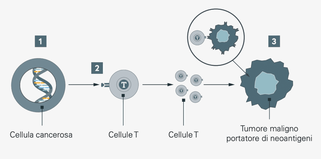Un tumore con alto carico mutazionale produce neoantigeni che possono essere riconosciuti dal sistema immunitario.