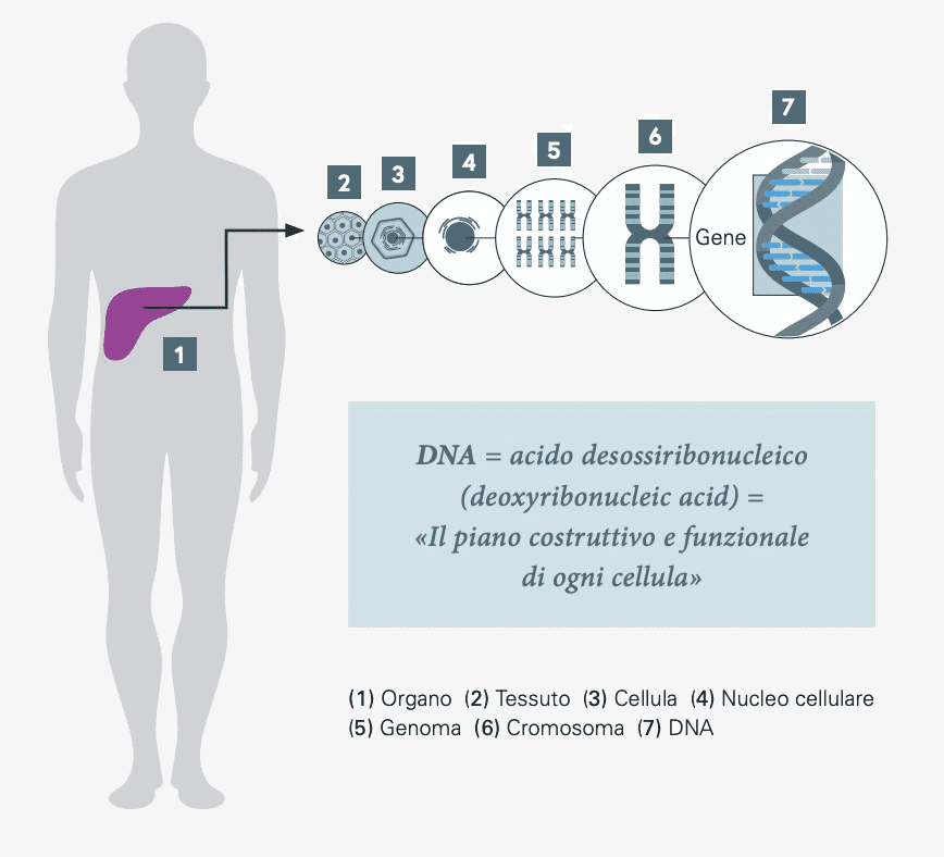 Il genoma, presente nel nucleo cellulare, contiene tutte le informazioni ereditarie e il piano funzionale di ogni cellula.