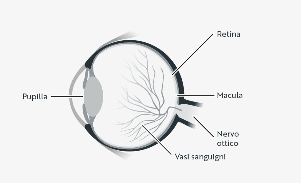 Schema di un occhio umano che mostra le strutture principali: pupilla, retina, macula, nervo ottico e vasi sanguigni